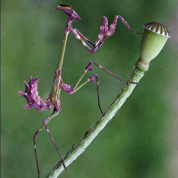 😍Bundle up your likes 😍 - Picture 16 of 16